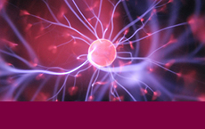 Neurowissenschaften Neurowissenschaften